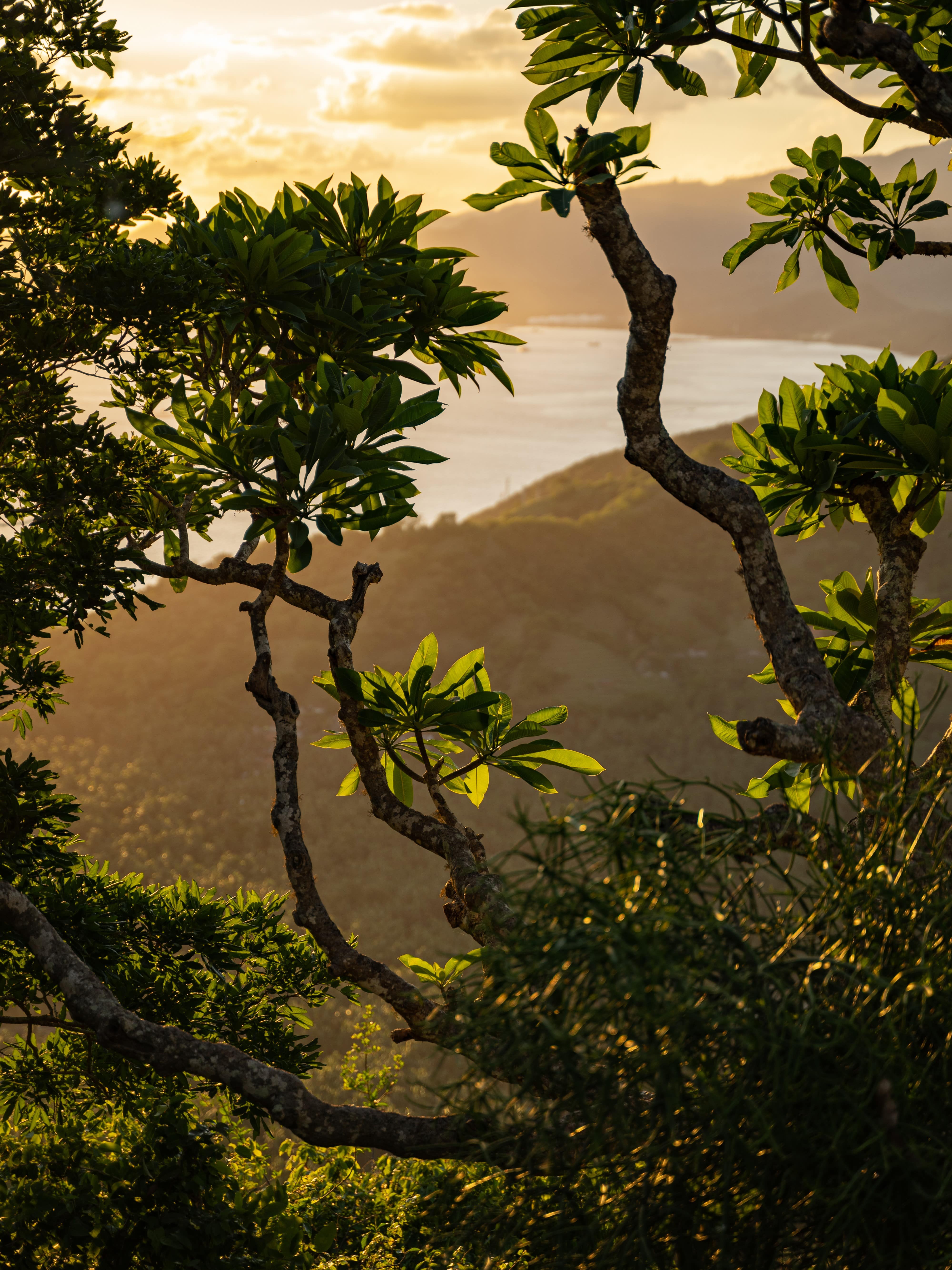 banner_image