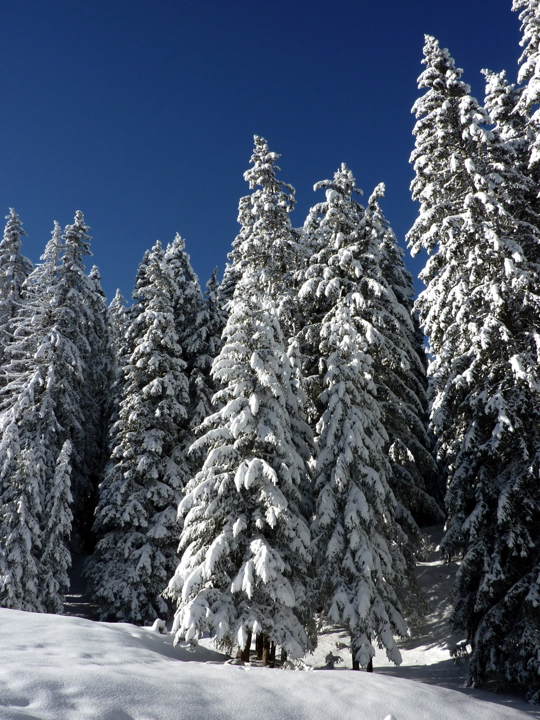 banner_image