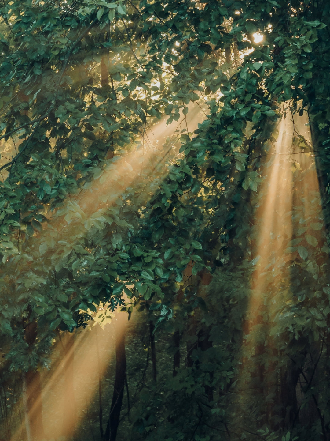 Soft Nature