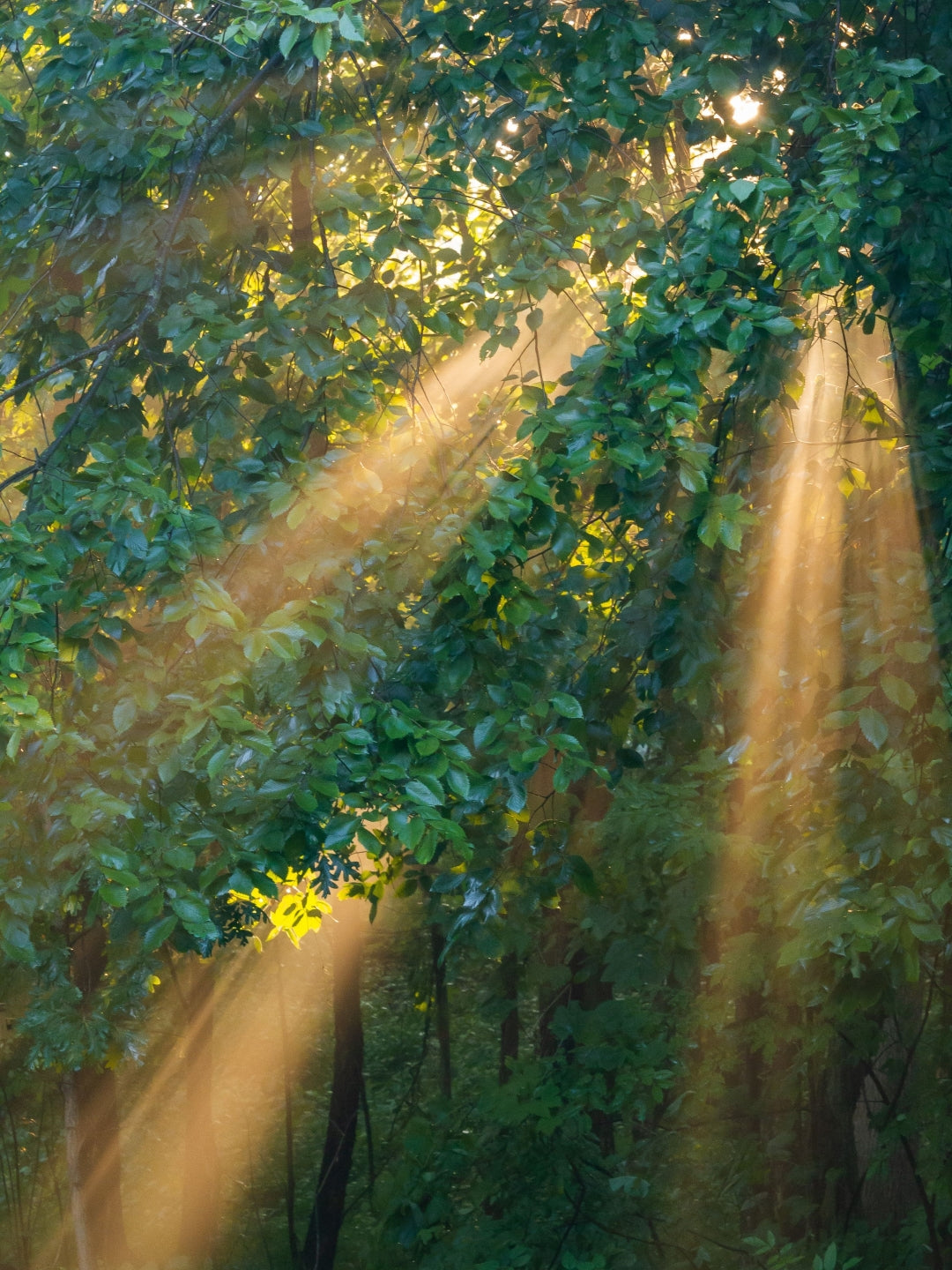 banner_image